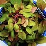 Red Garnet Amaranth, Sprouts - 1 Ounce thumbnail number null